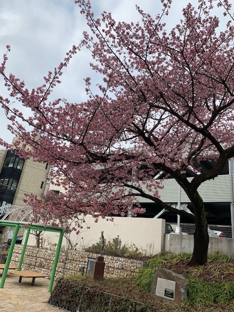 熱海市 桜 リライト横浜