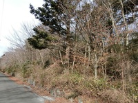 静岡の別荘地内にある雑木林を処分したい！（静岡県裾野市） 状況