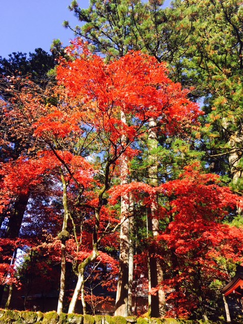 日光　紅葉　リライト横浜