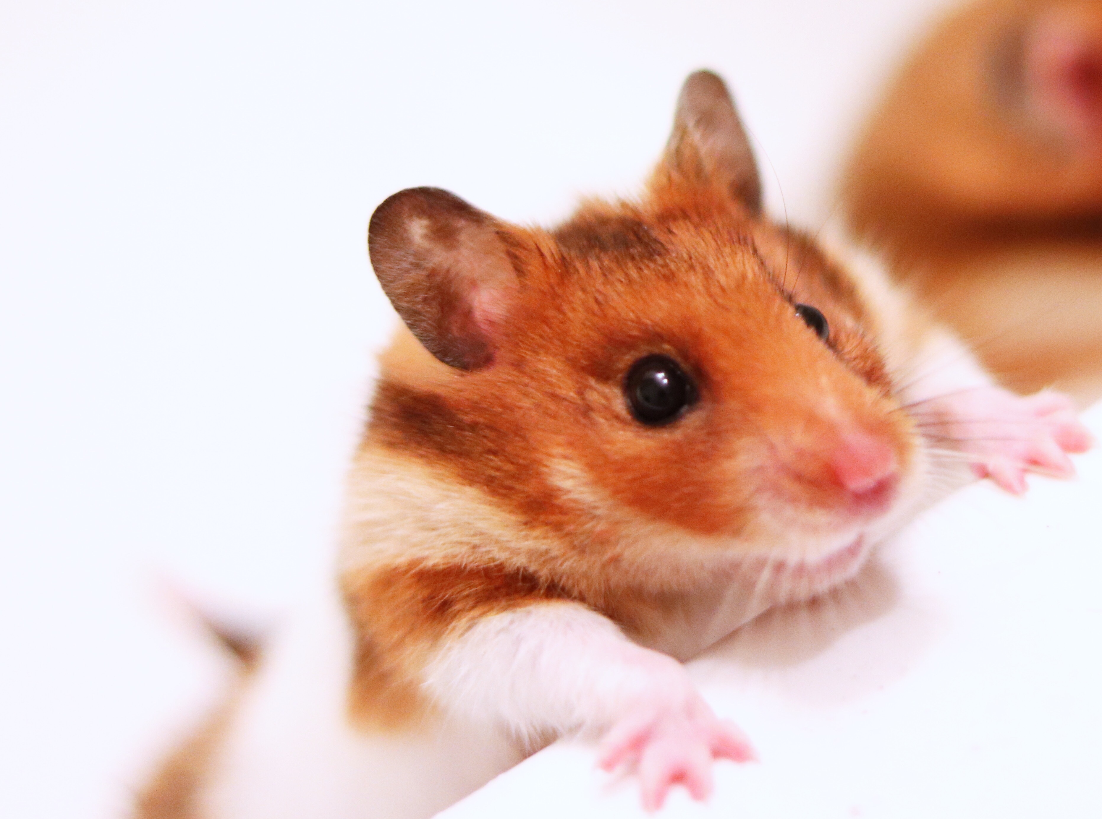 ゴールデンハムスター　飼育