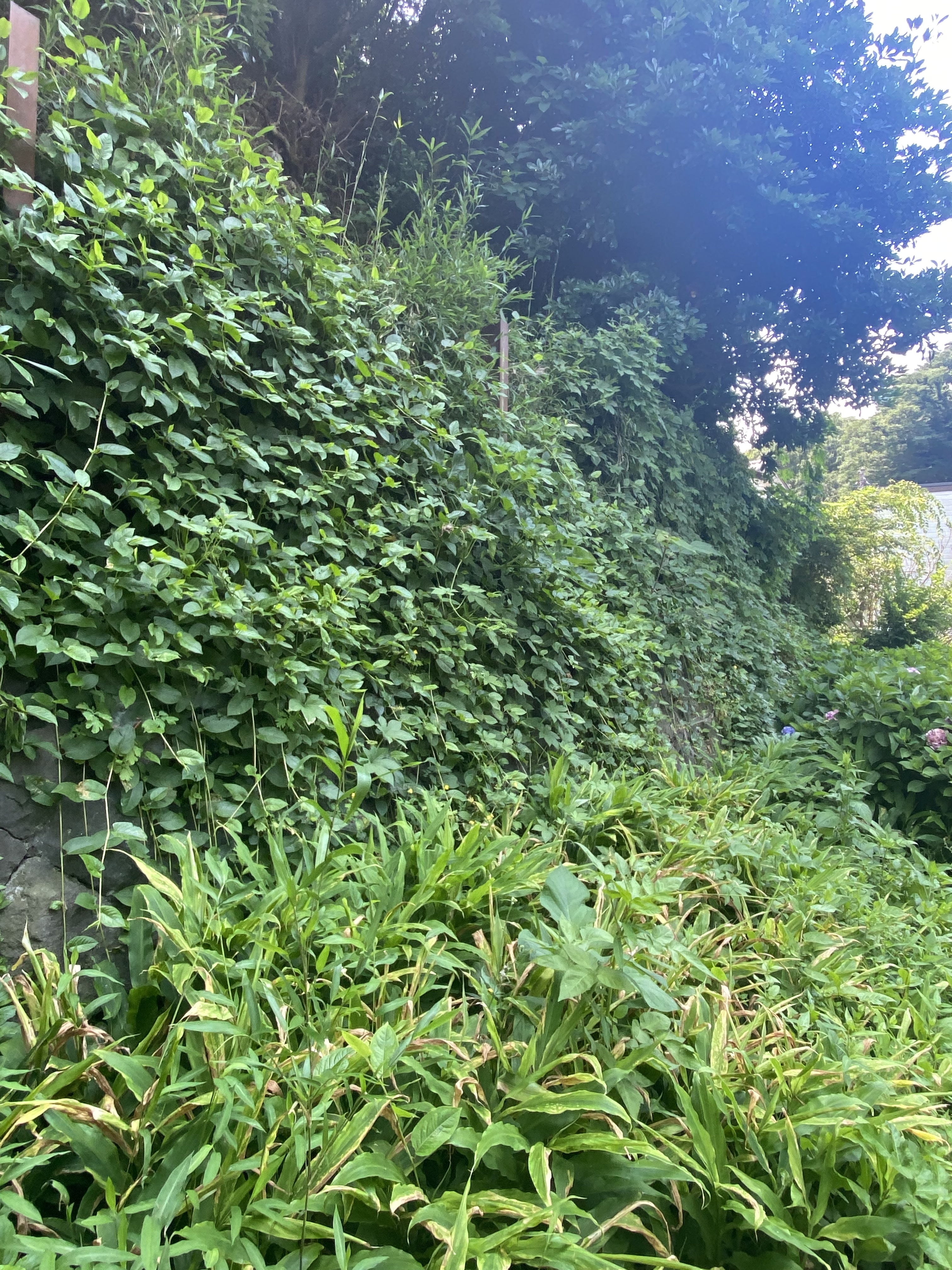 崖地 神奈川県