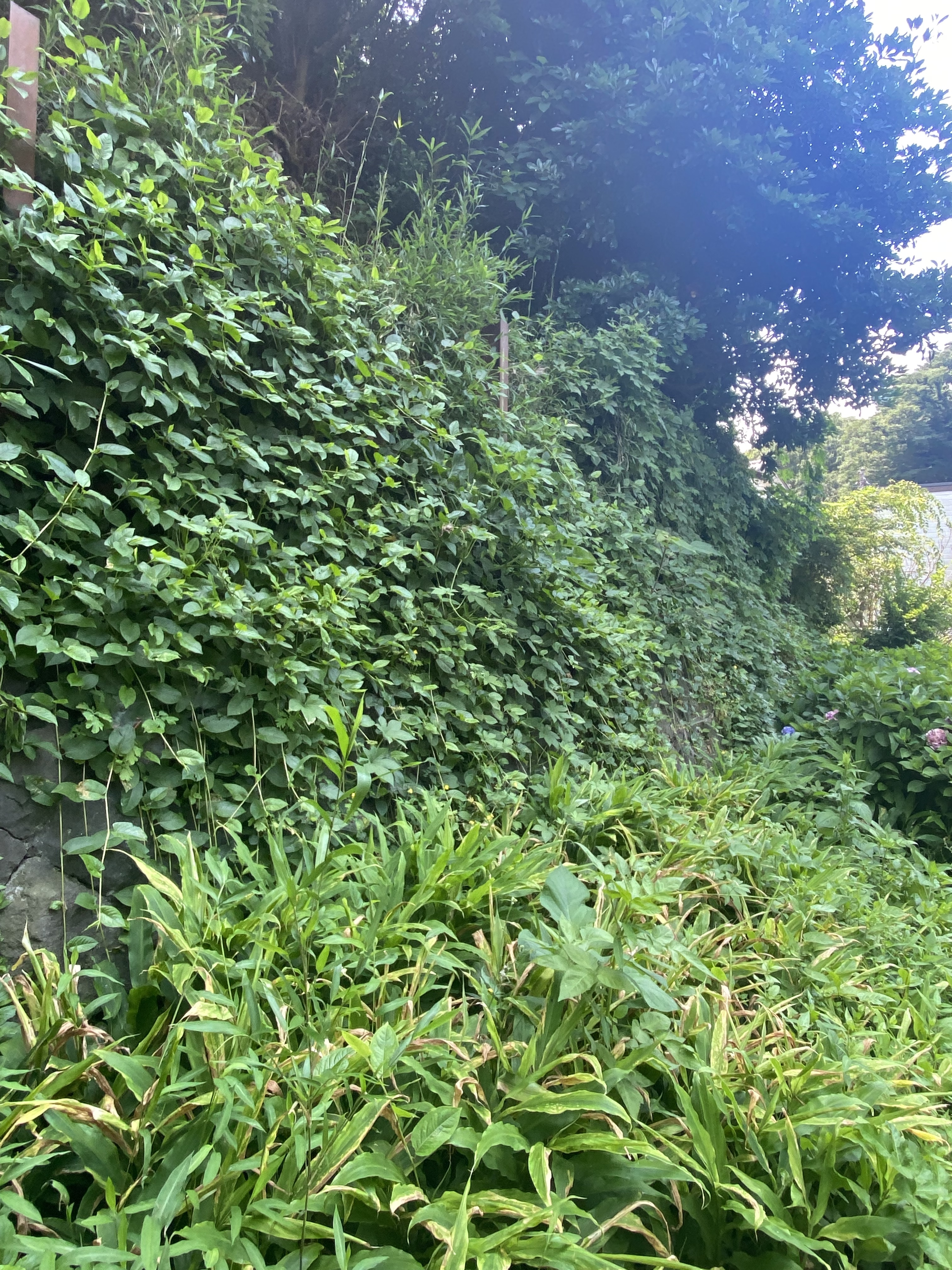 崖地　神奈川県