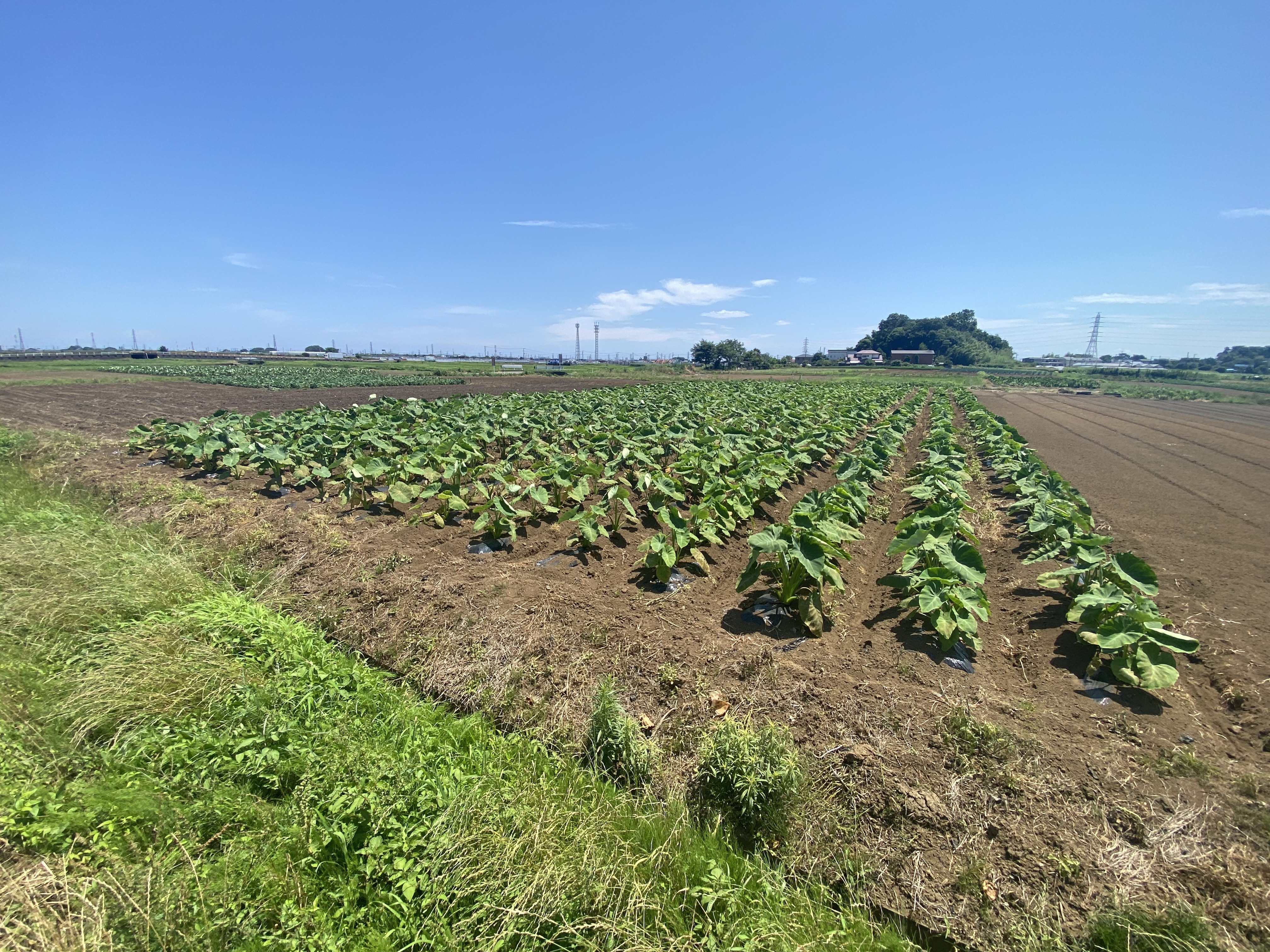 伊勢原市　農振農用地